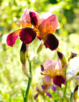 Purple irisis