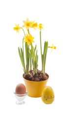 daffodil with egg for easter