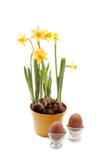 daffodil with eggs for easter