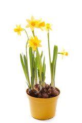 daffodils isolated