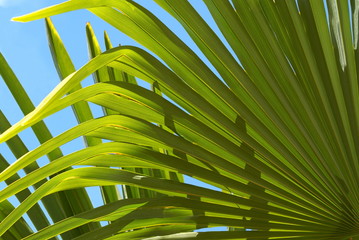 palmier washingtonia