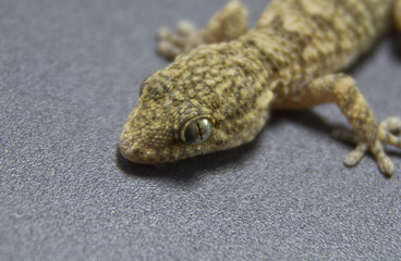 gecko on a dark background