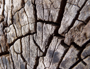 Holz Struktur1
