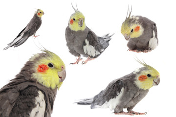 nymphensittich collage