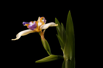 blooming iris on black