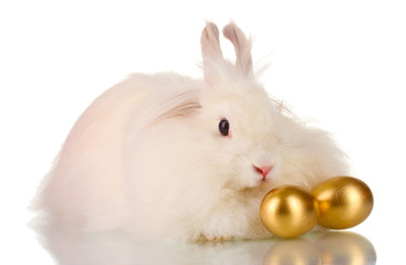 Fluffy white rabbit with golden eggs isolated on white
