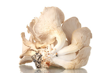 oyster mushrooms isolated on white
