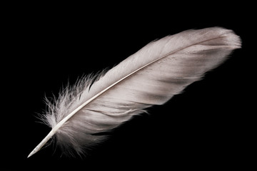 Obraz premium beautiful feather on black background