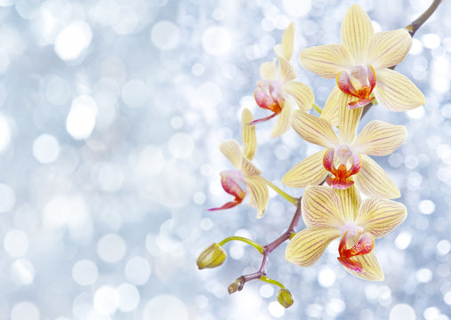 orchid and blue bokeh
