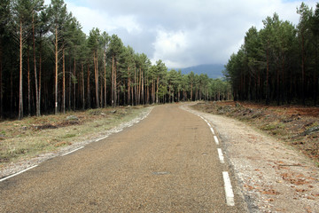 Carretera entre pinos