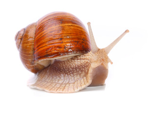 The garden snail.