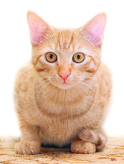 The domestic cat (Felis catus)