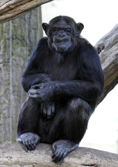 Naklejka premium The common chimpanzee (Pan troglodytes)