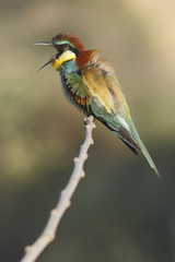 Bee eater