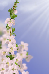 Spring blooming white cherry