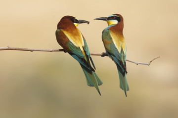 Bee eater