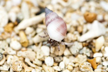 Hermit Crab
