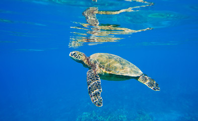 green sea turtle swimming in ocean sea