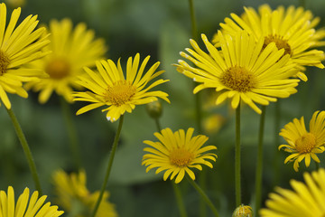 Camomiles yellow macro