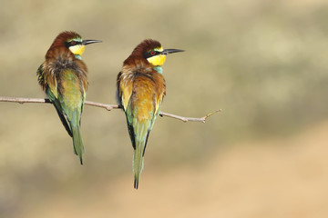 Bee eater