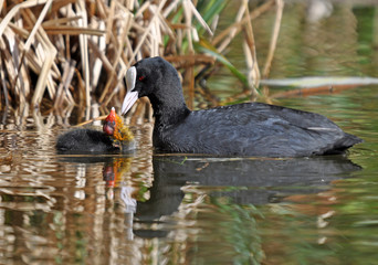Common Coot and Chick