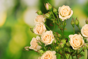 Beautiful small roses on green background