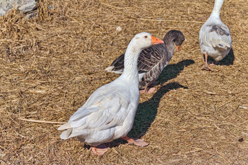 Geese