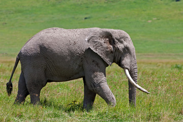 Naklejka na ściany i meble African elephant in the Ngorongoro Crater, Tanzania