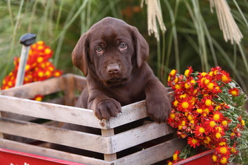 Chocolate Labrador Retriever