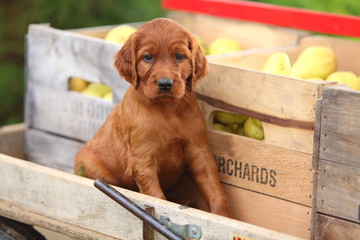 Irish Setter Sitting on Wagon