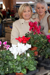 mature ladies in open air market choosing plants