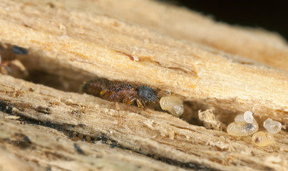 Fire ants larva resque