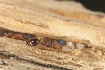 Fire ants larva resque