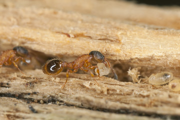 Fire ants larva resque