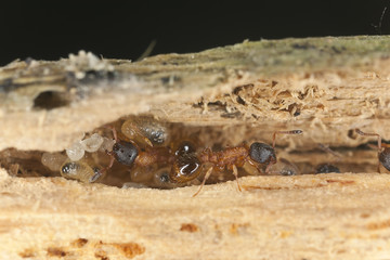 Fire ants larva resque