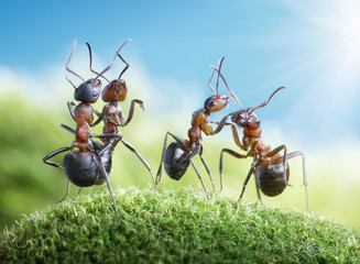 dancing (ants know to play games, scientific fact)