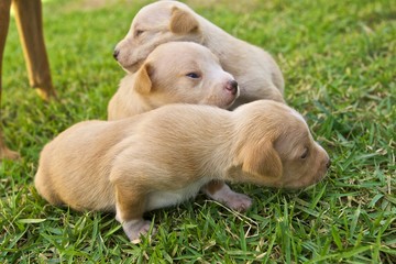 litter of puppies playing in lawn