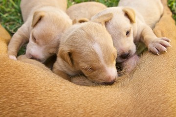 litter of three cute puppie feeding on mother's milk
