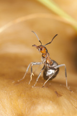 Southern wood ant, formica rufa in agressive position