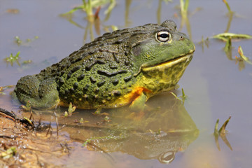 African giant bullfrog