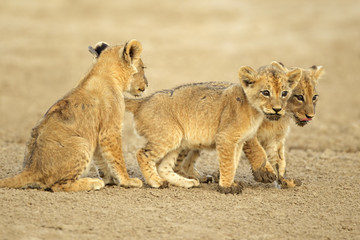 Fototapeta na wymiar Cute lion cubs