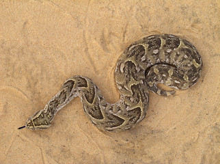 A poisonous puff adder (Bitis arietans) snake