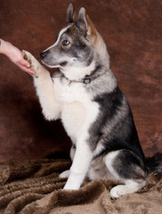 chiot husky de 4 mois qui donne la patte