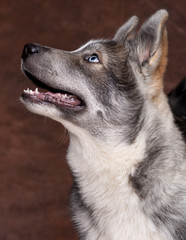 chiot husky de profil