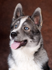 portrait d'un magnifique chiot husky