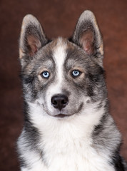 chiot husky de 4 mois de face