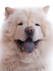 portrait d'un chow chow blanc