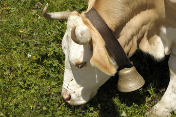 Swiss cow grazing with bell and Alpine flowers