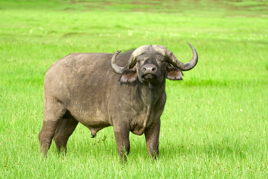 African buffalo, Ngorongoro Crater, Tanzania