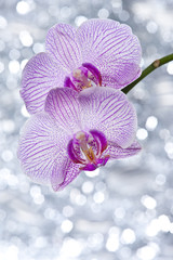 Naklejka na ściany i meble orchid and light